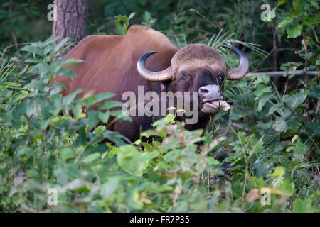 Gaur also called Indian Bison in Kanha National Park of India. Scientifical name Bos Gaurus Stock Photo