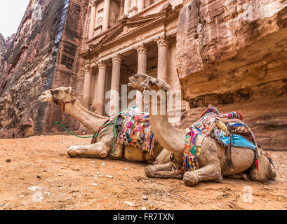 Bedouin camel rests near the treasury Al Khazneh Stock Photo