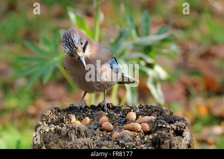 Eurasian jay (Garrulus glandarius) on the stump feeder. Moscow region, Russia Stock Photo