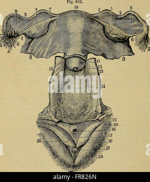 Quain's elements of anatomy (1882) Stock Photo