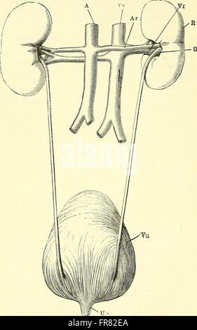 Quain's elements of anatomy (1882) Stock Photo