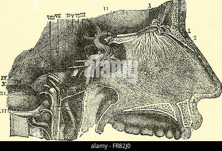 Quain's elements of anatomy (1882) Stock Photo