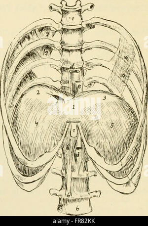 Physiology and biochemistry in modern medicine (1918) Stock Photo