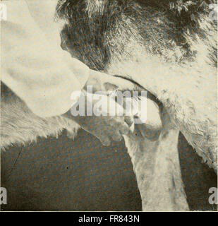 'Animal Castration' (1914) is a comprehensive guide for students and ...