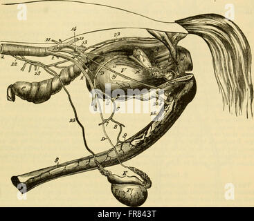 The comparative anatomy of the domesticated animals (1908) Stock Photo