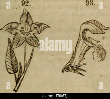 The Botanical Class-Book and Flora of Pennsylvania (1852 Stock Photo ...