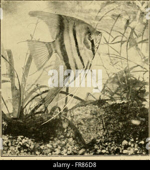 The Aquarium bulletin (1917) Stock Photo