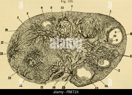 The comparative anatomy of the domesticated animals (1908) Stock Photo