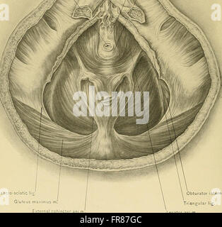 Surgical anatomy - a treatise on human anatomy in its application to the practice of medicine and surgery (1901) Stock Photo