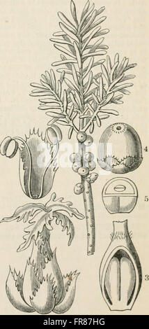 The vegetable kingdom - or, The structure, classification, and uses of plants, illustrated upon the natural system (1846) Stock Photo