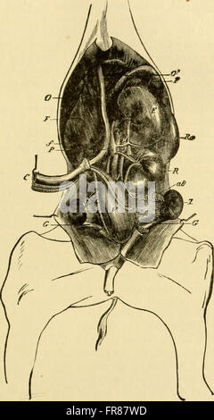 The comparative anatomy of the domesticated animals (1908) Stock Photo