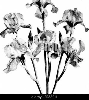 Tall bearded iris (fleur-de-lis) a flower of song; names, classification, structure, planting, care, enemies, propagation, hybridism, shipping, uses (1922) Stock Photo
