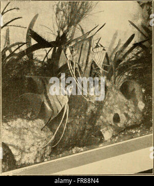 The Aquarium bulletin (1917) Stock Photo