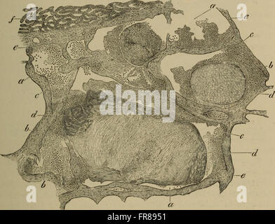 The elements of pathological histology with special reference to practical methods (1895) Stock Photo