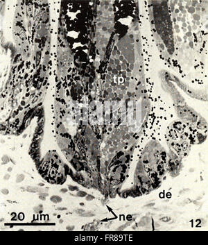 The American Malacological Bulletin from 1988 focuses on research and ...