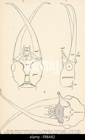 A text-book of entomology, including the anatomy, physiology, embryology and metamorphoses of insects, for use in agricultural and technical schools and colleges as well as by the working entomologist Stock Photo