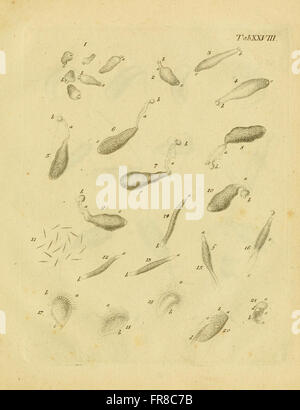This plate illustrates various species of infusoria, both freshwater ...
