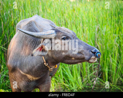 Asian water buffalo (Bubalus bubalis) standing in front of rice paddy on Langkawi Island, Kedah, Malaysia Stock Photo