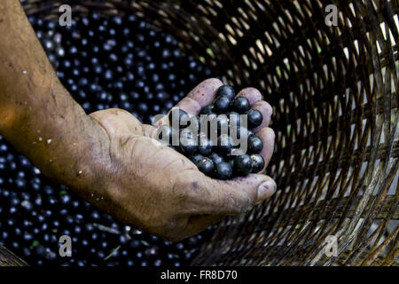 Fruit bunches removed in straw basket - acai black Stock Photo