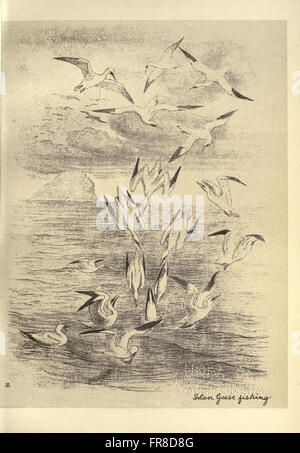 Birds from Moidart and elsewhere (Plate 80)