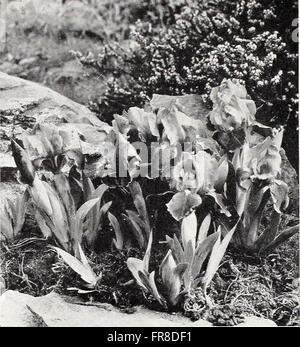 Cooley's Gardens - Silverton Oregon 1935 (1935) Stock Photo