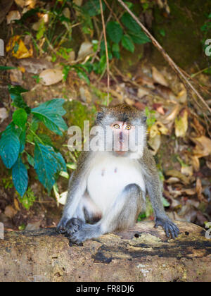 Long-tailed Macaque (Macaca fascicularis) on Langkawi, Kedah, Malaysia, sitting on the forest floor and staring at the camera Stock Photo