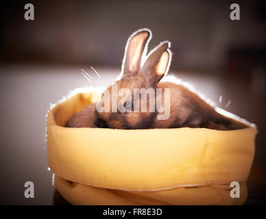 cute little bunny in a basket Stock Photo