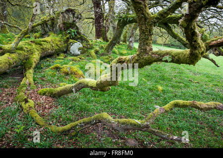 An old Oak tree covered in moss with branches lying across the ground. Taken at Ty Canol in Pembrokeshire. Stock Photo