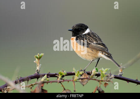 European Stonechat  ( Saxicola torquata ), male in breeding dress, perched on blackberry tendrils, beautiful clean background. Stock Photo