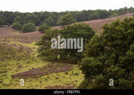 View over a green valley in Veluwe National Park, Netherlands, with blooming heather and old oak trees. Stock Photo