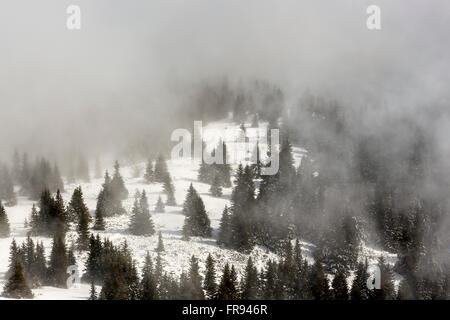 Pine trees forest is seen covered in fog during the snowy winter. Stock Photo