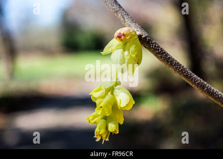 Buds growing on a tree at Ginter Gardens at Spring Time Stock Photo