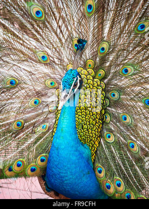 Male blue peacock (Pavo cristatus) displaying with its tail raised Stock Photo