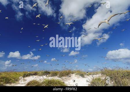 The Rocas Atoll ( Atol das Rocas) an atoll in the Atlantic Ocean ...