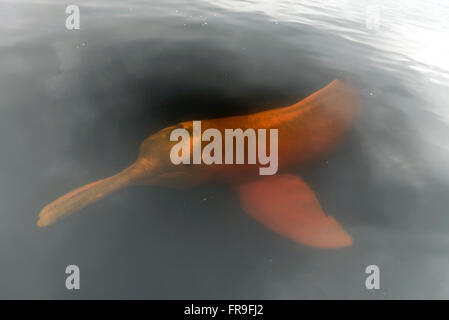 Boto-red in the National Park Anavilhanas Stock Photo