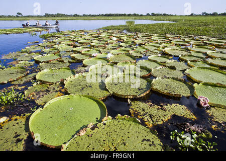 Wetland water lilies - Victoria cruziana Stock Photo
