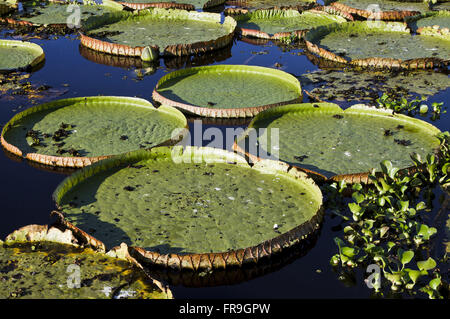 Wetland water lilies - Victoria cruziana Stock Photo