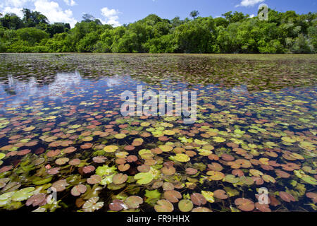 Blue lagoon with sunken garden in the Reserve Indigena Kayabi - Caiabi tribe Stock Photo