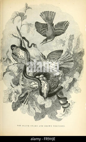 Illustrated natural history of the animal kingdom, being a systematic and popular description of the habits, structure, and classification of animals from the highest to the lowest forms, with their (Pl. 16)