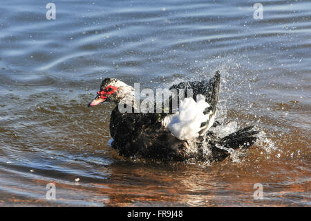 Duck cooling down in the waters of the Rio Tapajos Stock Photo
