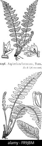 Illustrations of the British flora- a series of wood engravings, with dissections, of British plants (1919) Stock Photo