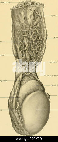 Surgical anatomy - a treatise on human anatomy in its application to the practice of medicine and surgery (1901) Stock Photo