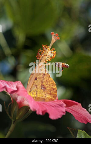Hibiscus - Hibiscus rosa-sinensis - with butterfly and bee Stock Photo