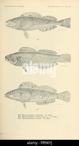 The fishes of North and Middle America (Pl. CCLXXXI) Stock Photo