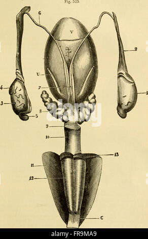 The comparative anatomy of the domesticated animals (1908) Stock Photo