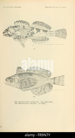 The fishes of North and Middle America (Pl. CCCIII) Stock Photo