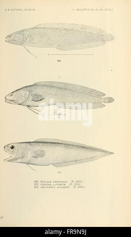 The fishes of North and Middle America (Pl. CCCLV) Stock Photo