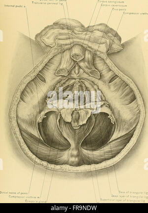 Surgical anatomy - a treatise on human anatomy in its application to the practice of medicine and surgery (1901) Stock Photo