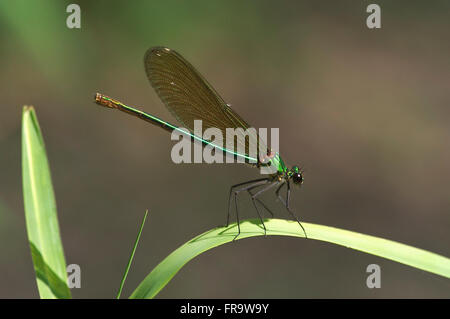 Banded demoiselle (Calopteryx splendens) female on plant Stock Photo