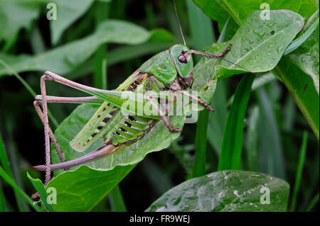 Wartbiter / Wart biter bush cricket (Decticus verrucivorus) female showing ovipositor on plant in meadow Stock Photo